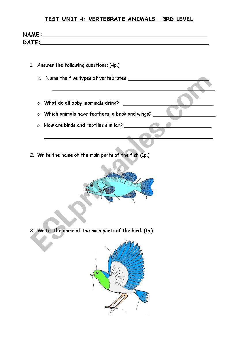 Vertebrate Animals worksheet