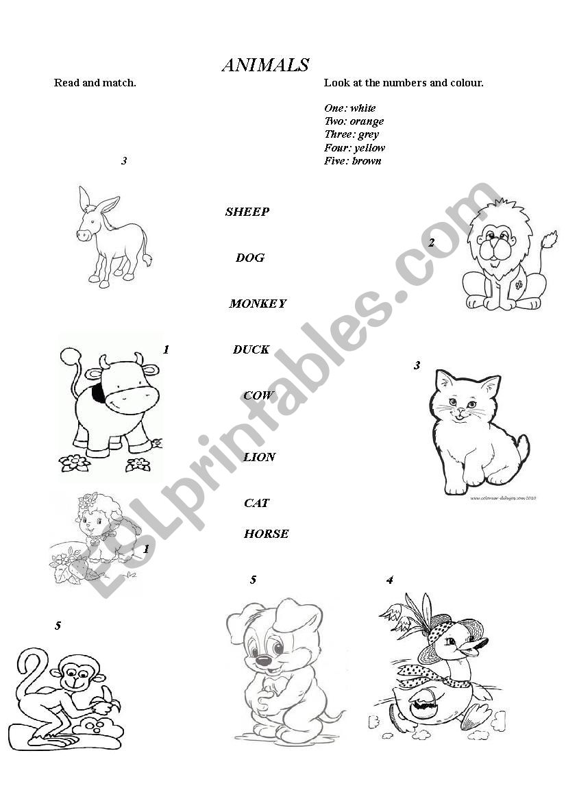 Animals worksheet