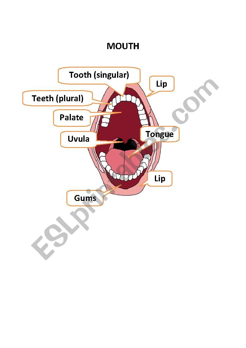 MOUTH worksheet