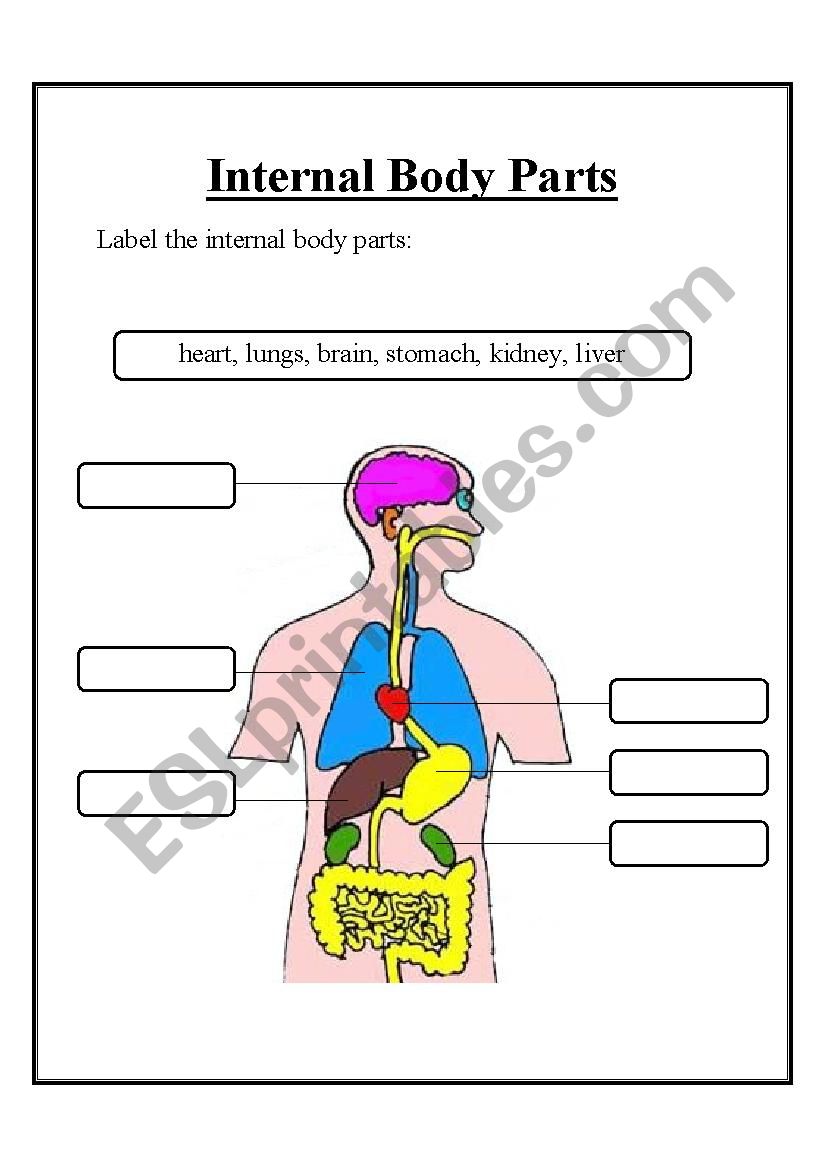 Internal body parts worksheet