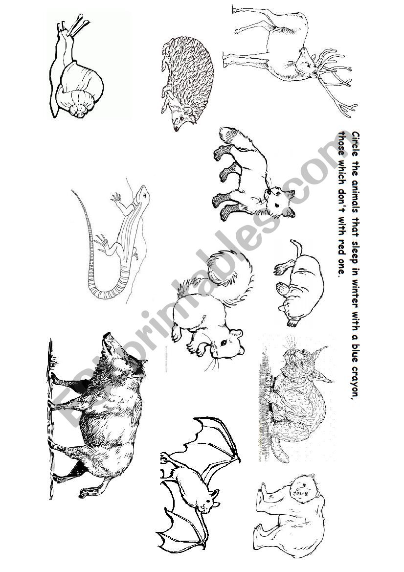 ANIMALS IN WINTER worksheet