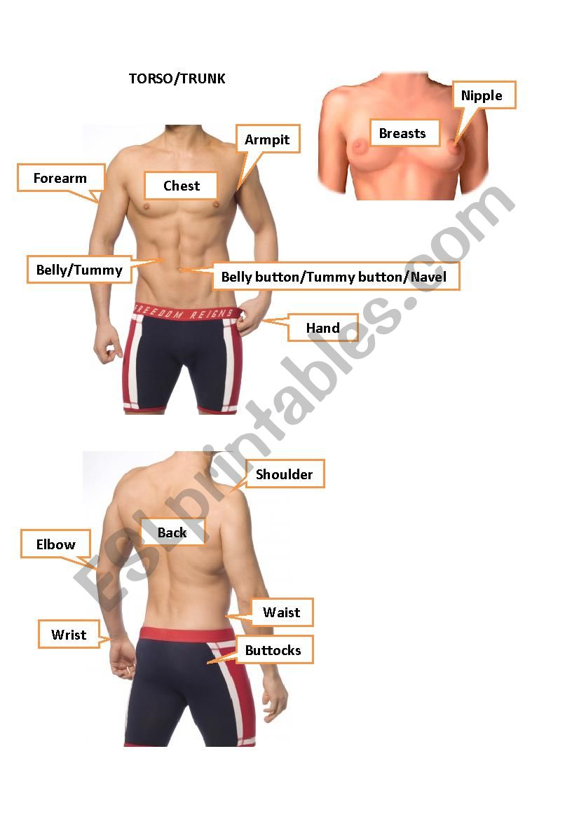 Torso/Trunk worksheet