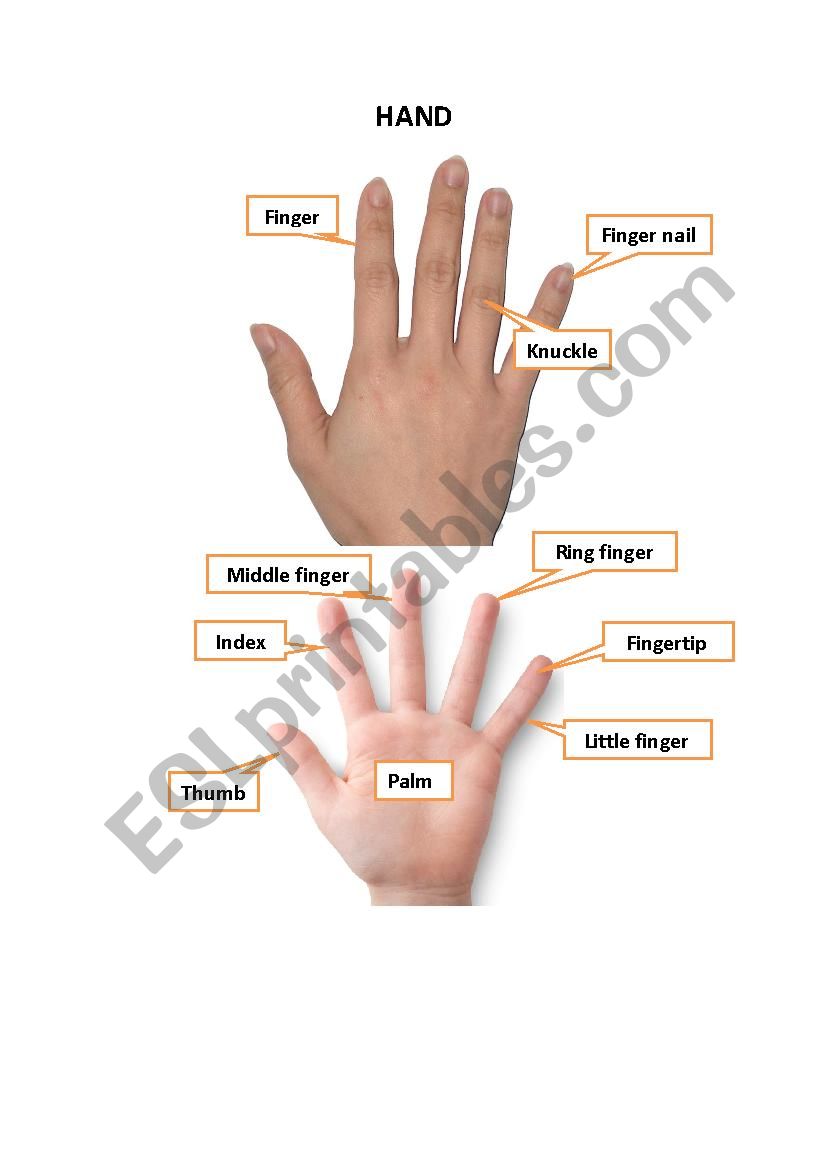 Hand worksheet