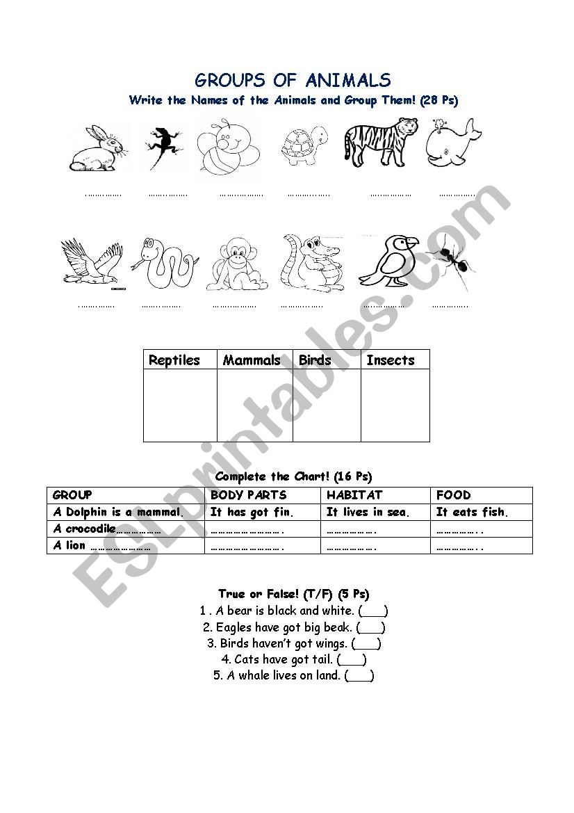 animal groups worksheet