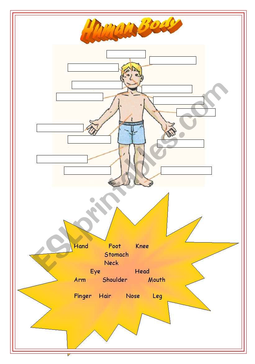 Human Body worksheet