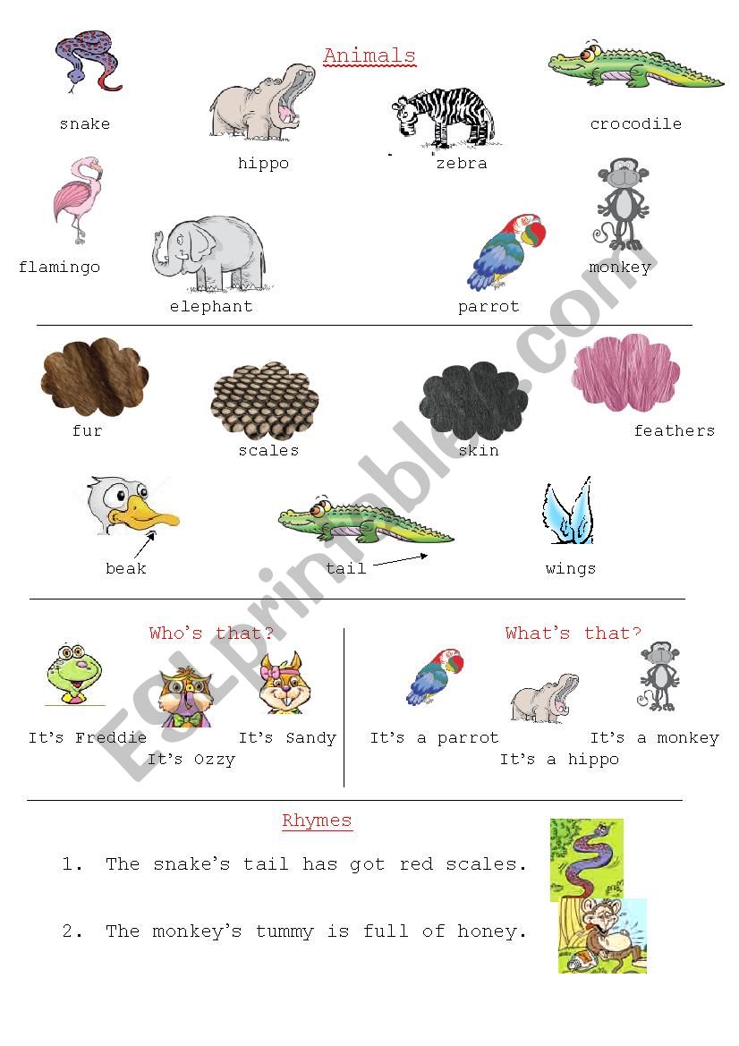 Animals worksheet