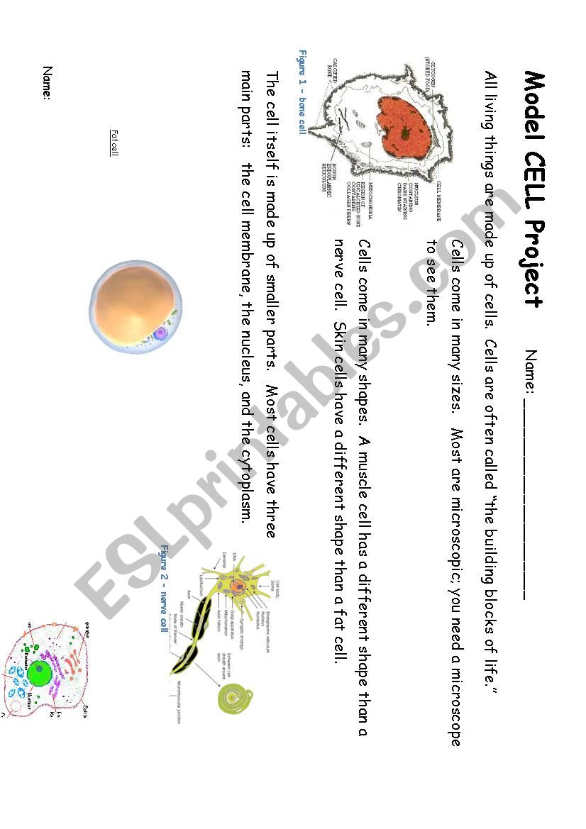 Animal Cell Model Project worksheet