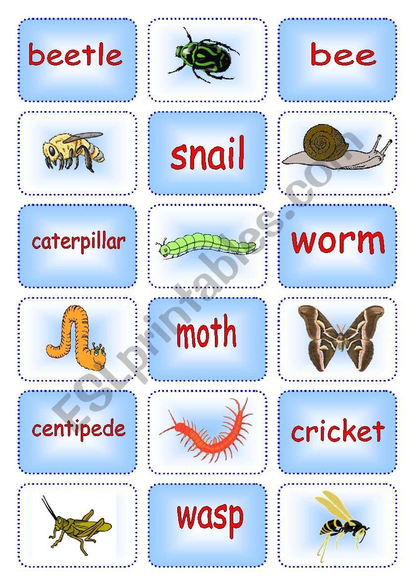 Creepy Crawly Matching Cards 1