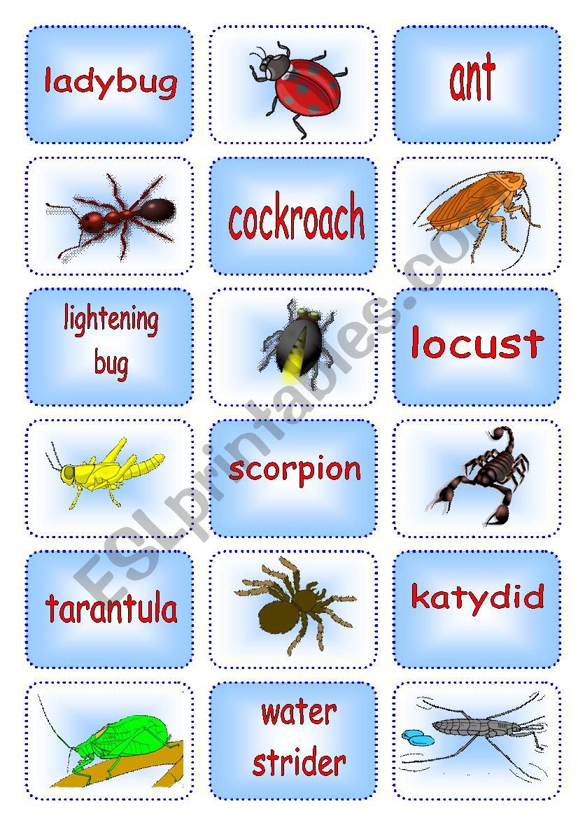 Creepy Crawly Matching Cards 2