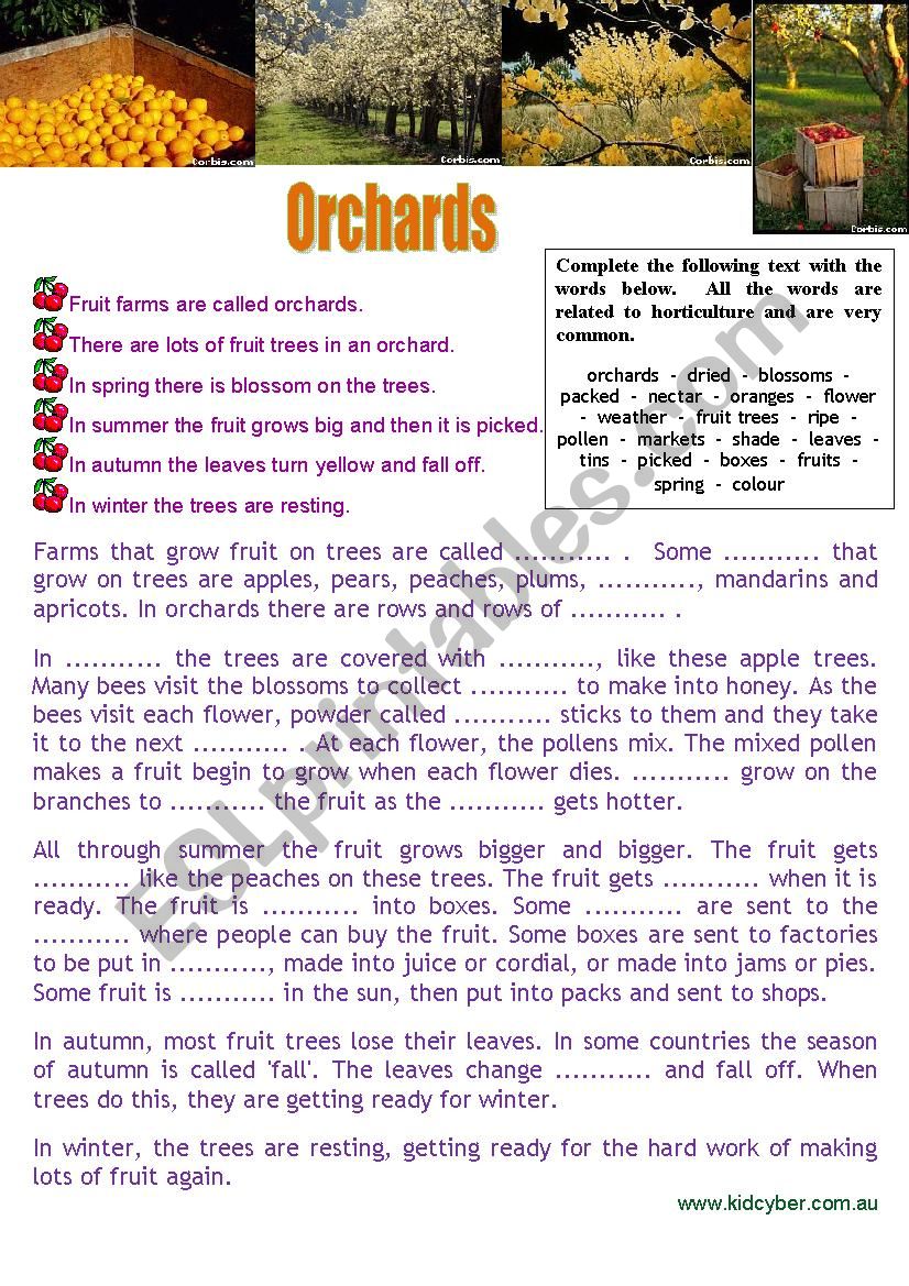 Orchards (Special Farms) Cloze