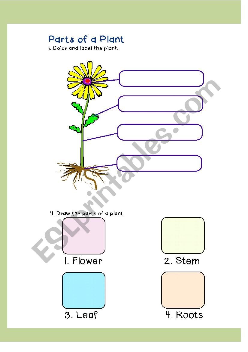 Parts of A Plant worksheet