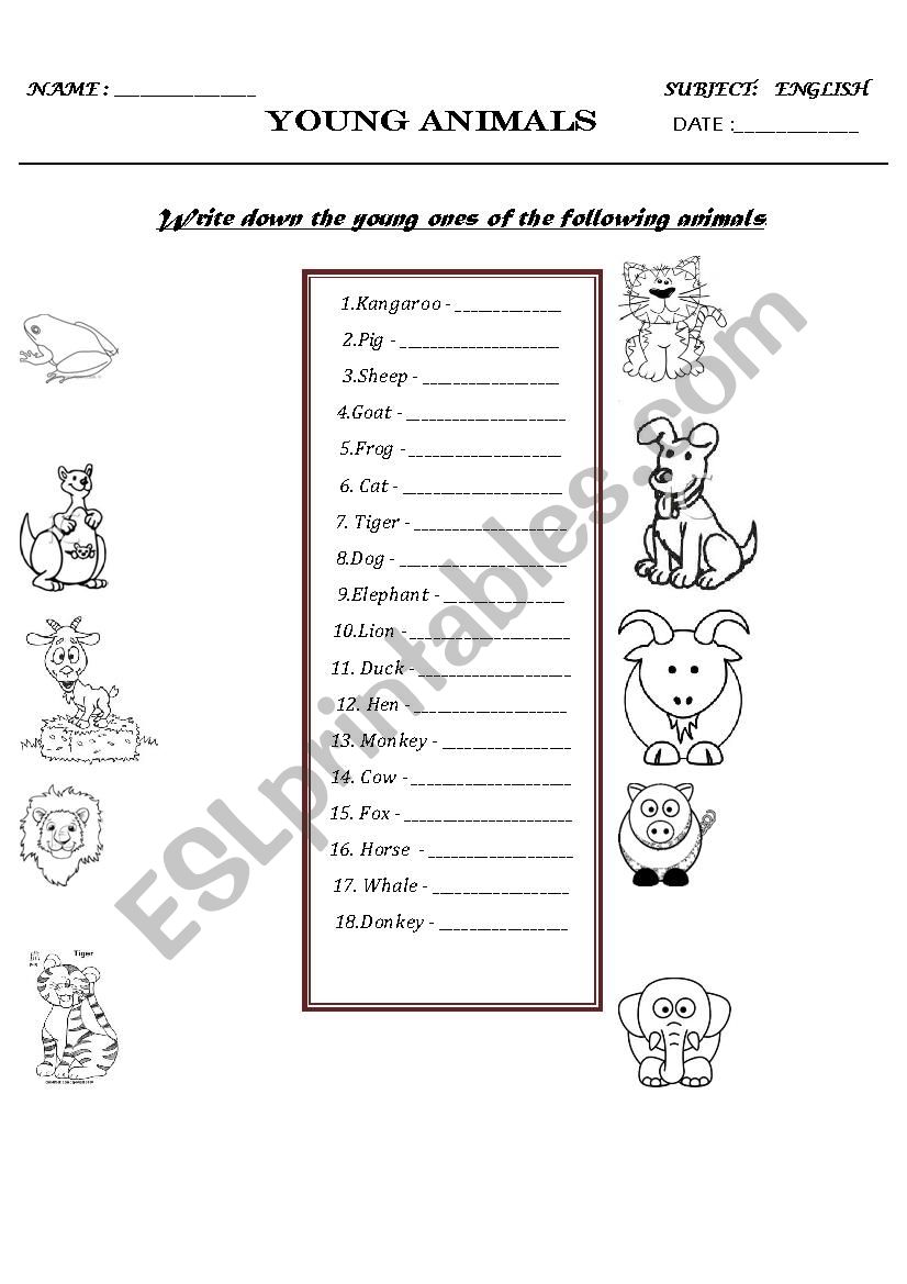 YOUNG ANIMALS worksheet