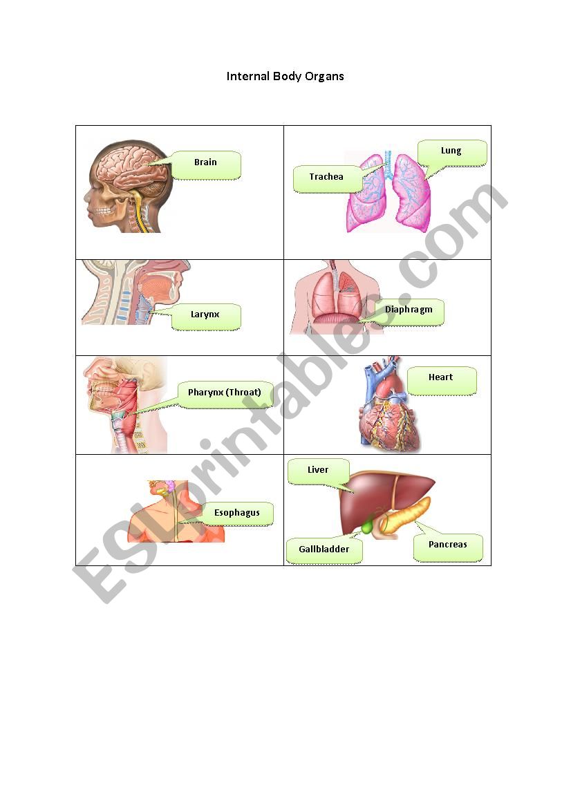Internal Body Organs 1 worksheet