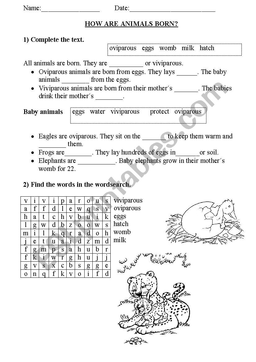 How are animals born? worksheet