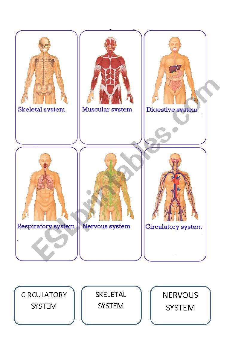 body systems foldable - pt 1 worksheet