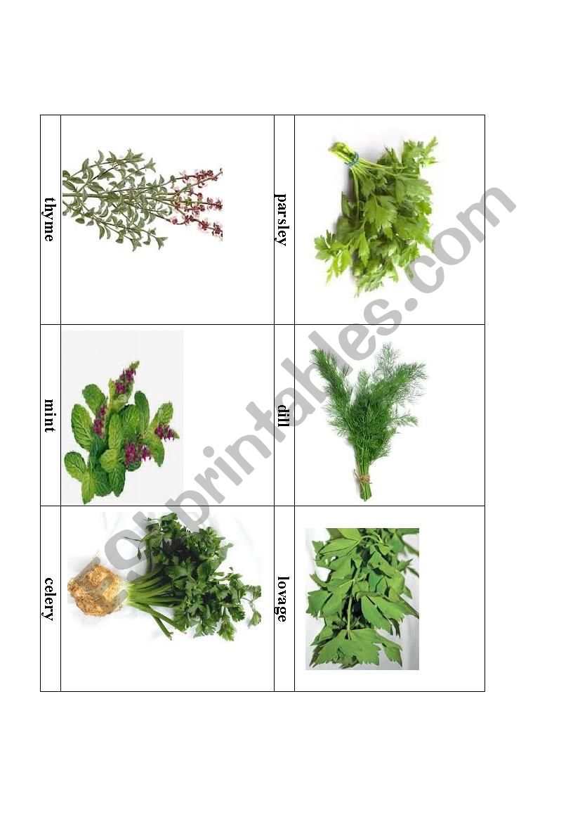 common herbs in the garden worksheet