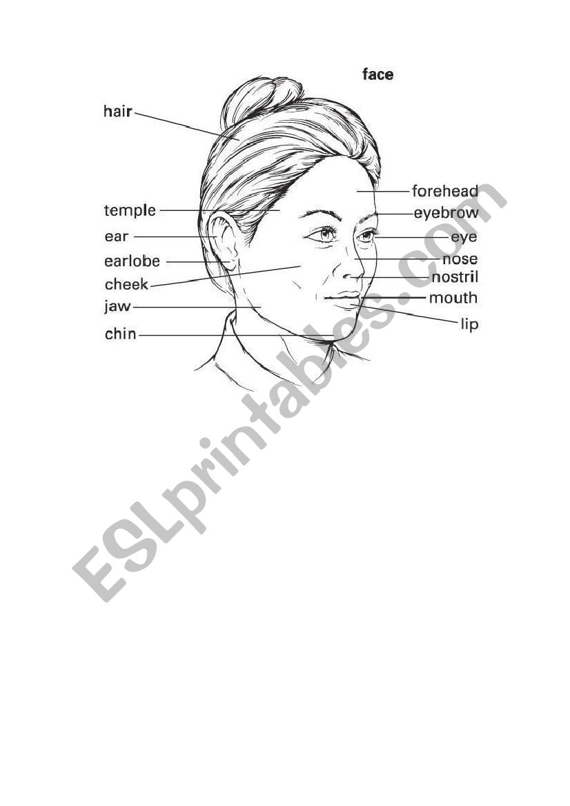 Parts of the face worksheet