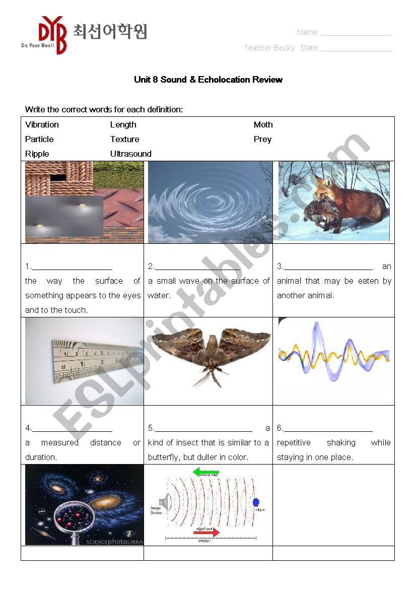 Sound and Echolocation worksheet