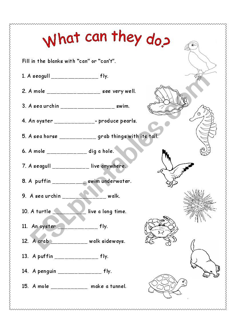 What can they do? worksheet