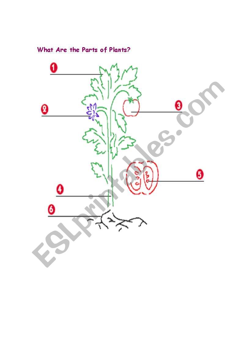 plants worksheet