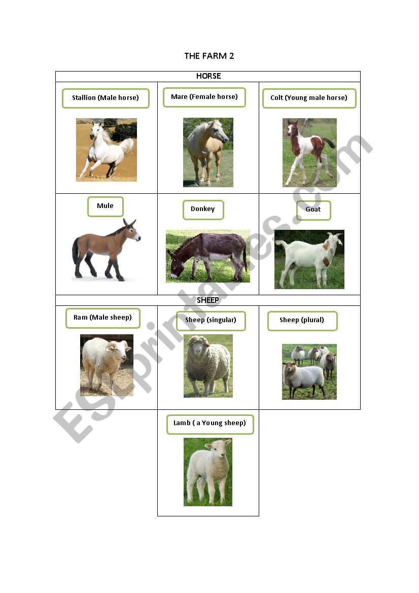 THE FARM 2 worksheet