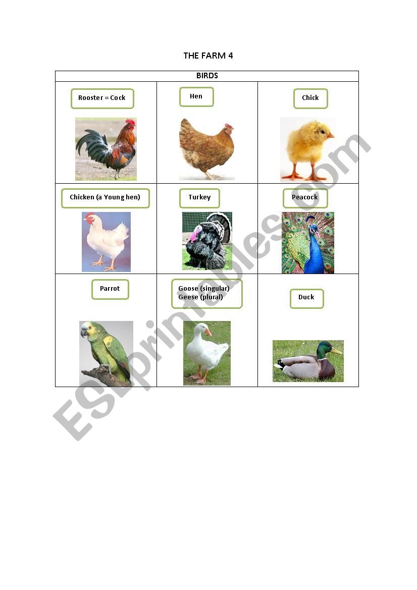 THE FARM 4 worksheet