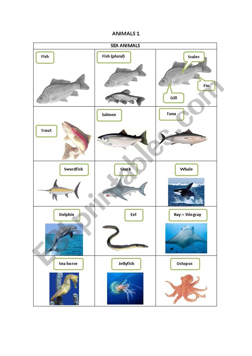 ANIMALS 1 worksheet