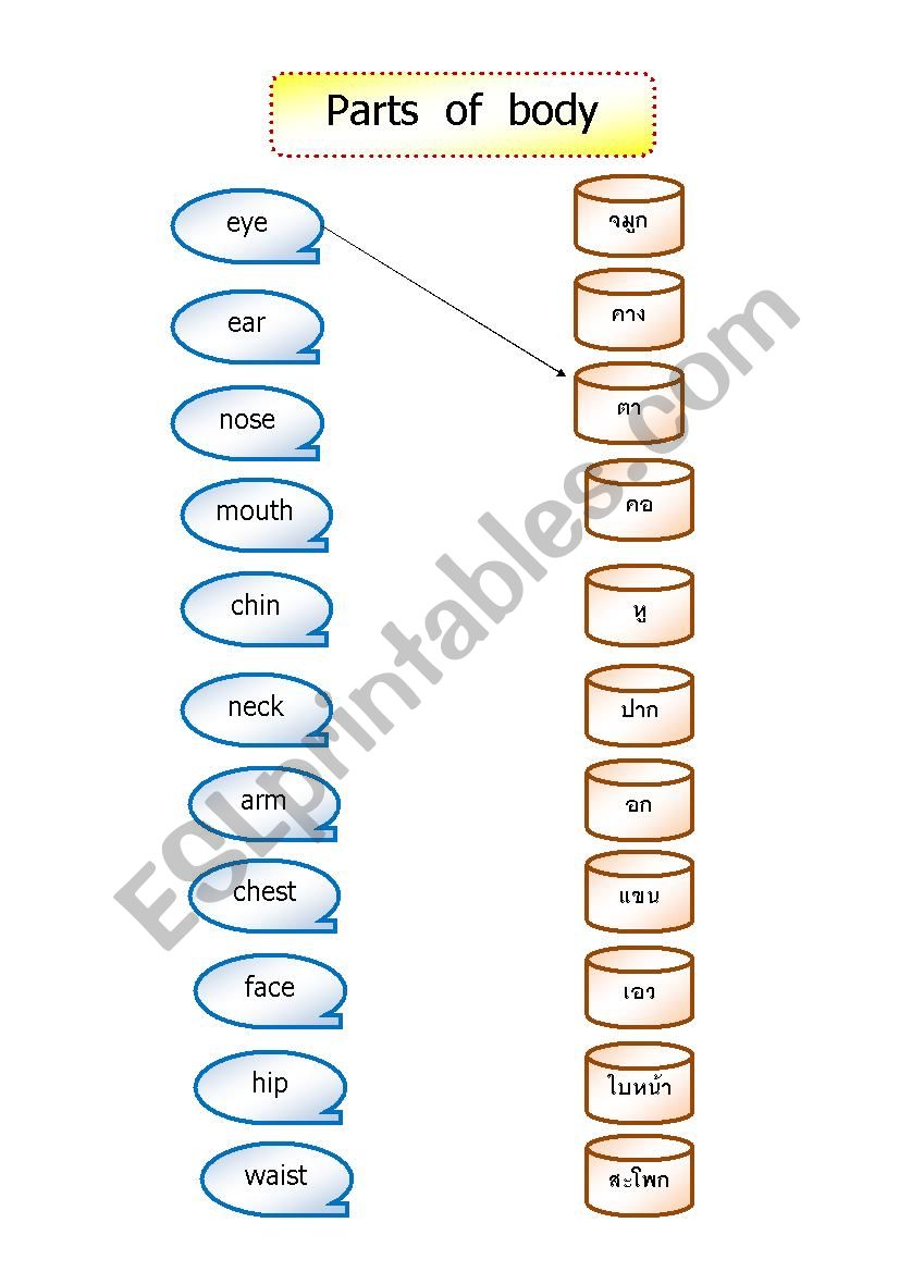 Parts of body worksheet