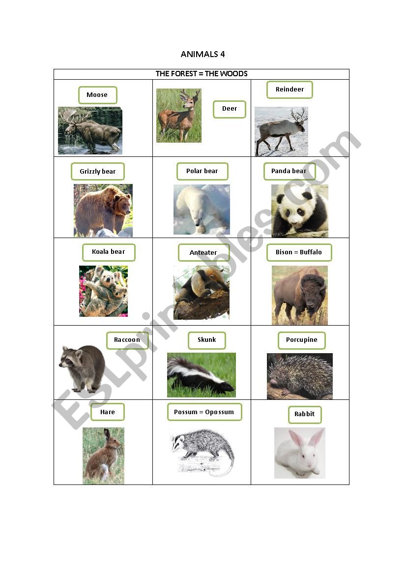 ANIMALS 4 worksheet