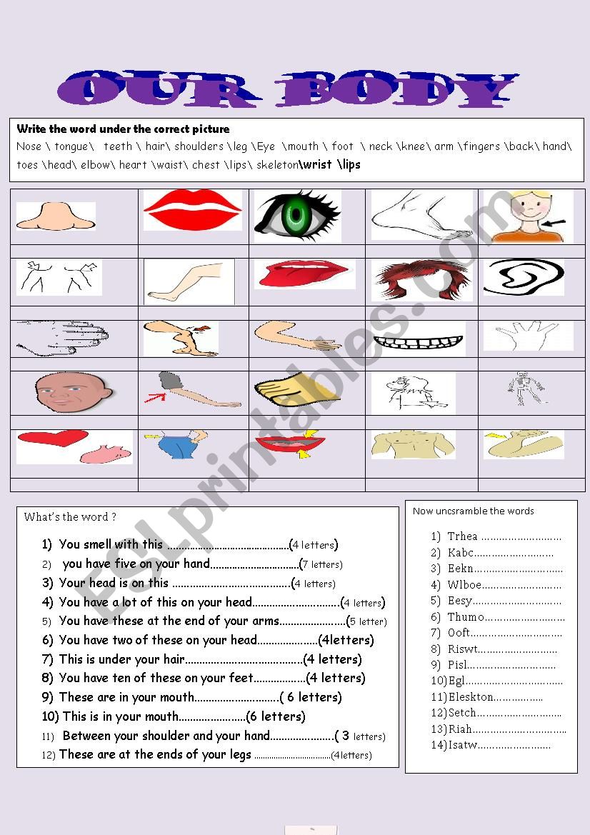 our body worksheet