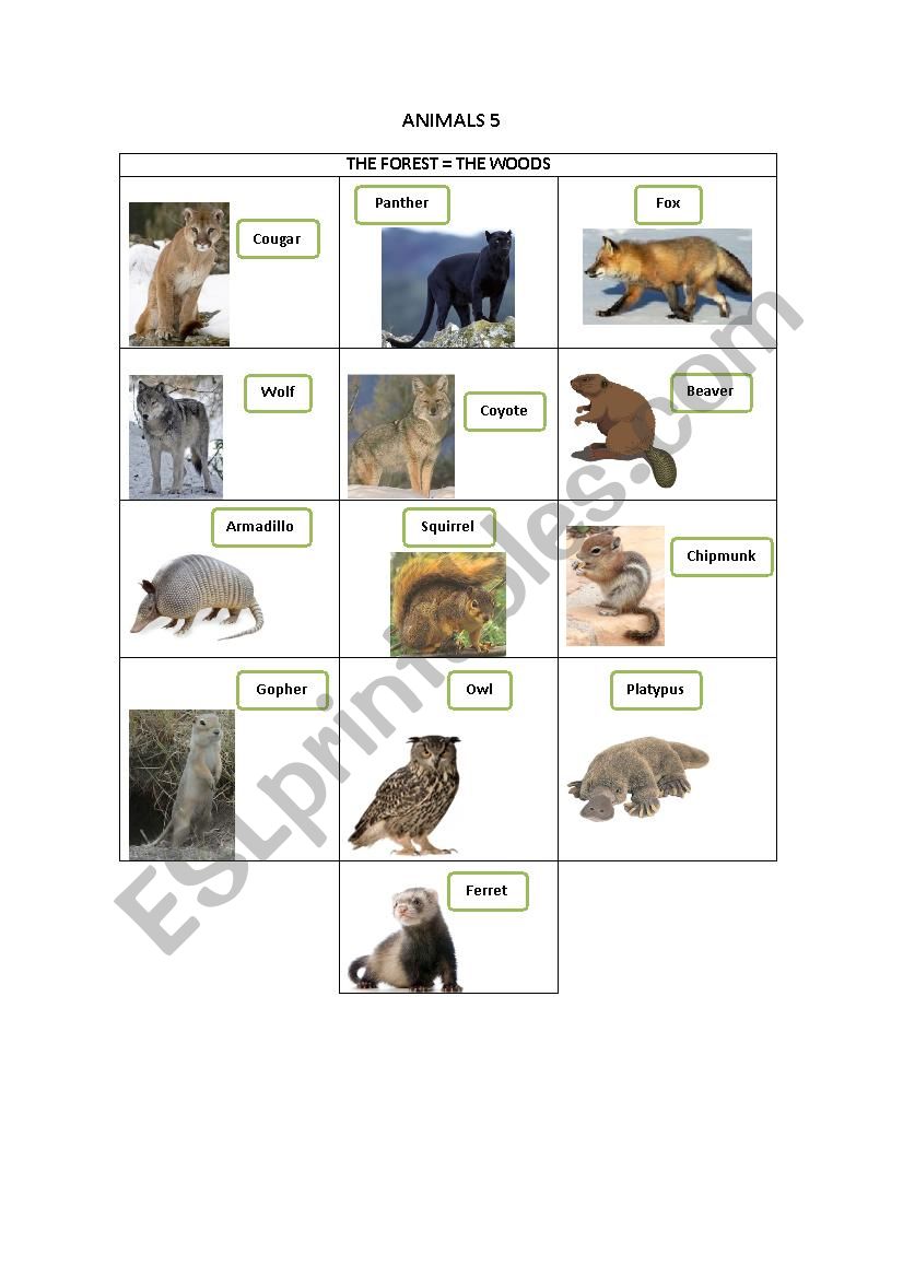 ANIMALS 5 worksheet