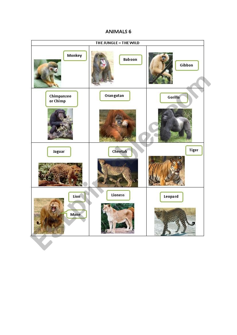 ANIMALS 6 worksheet