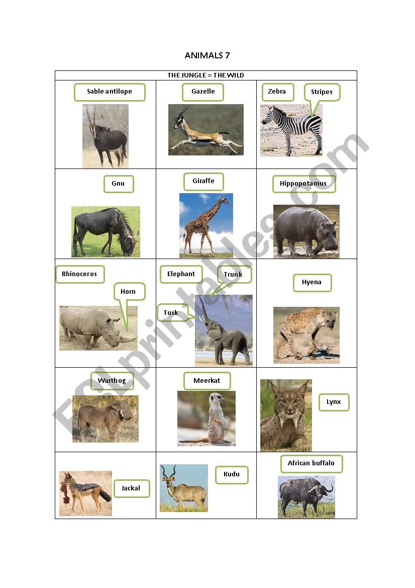 ANIMALS 7 worksheet