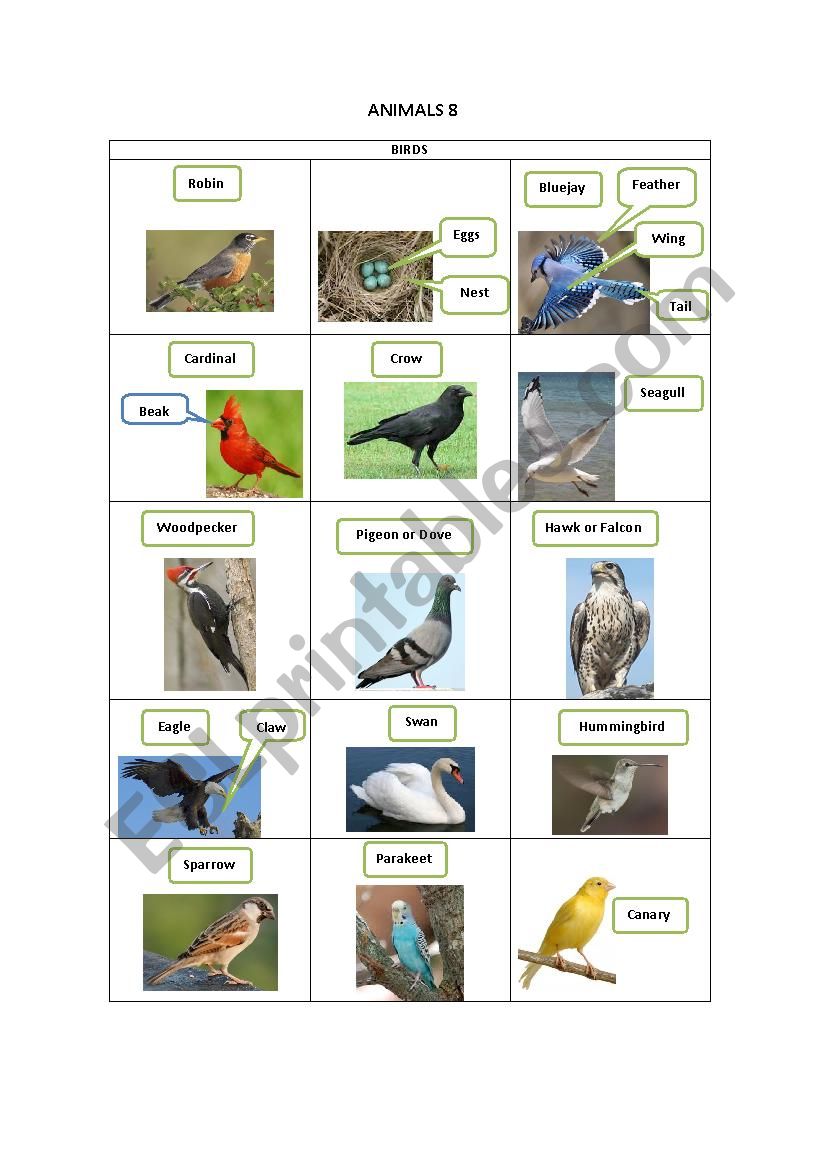 ANIMALS 8 worksheet