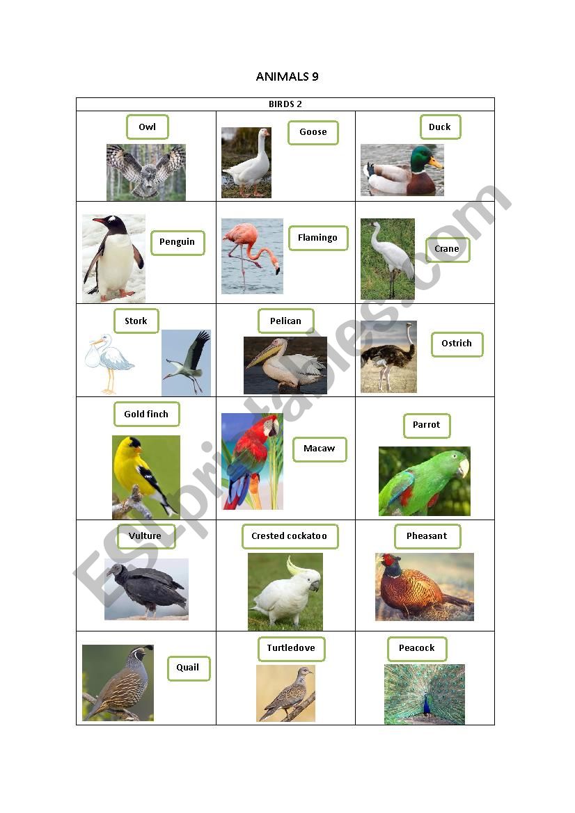 ANIMALS 9 worksheet