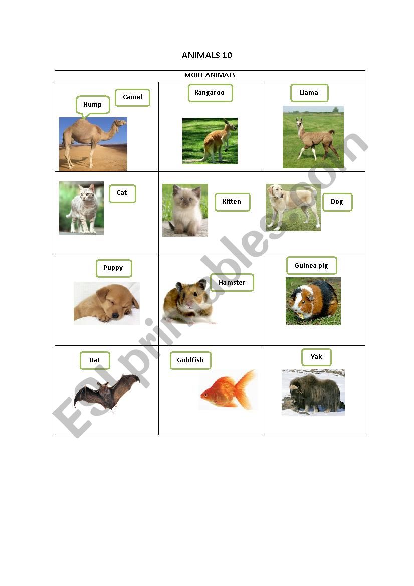 ANIMALS 10 worksheet