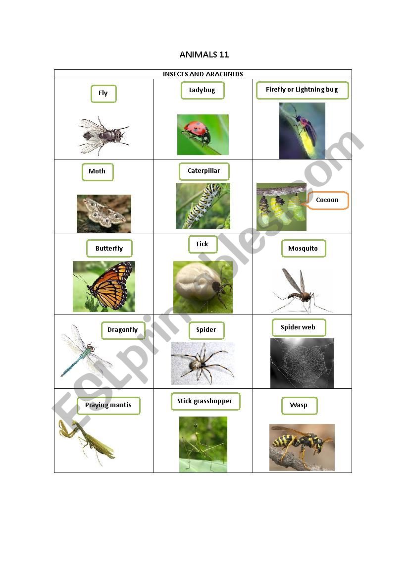 ANIMALS 11 worksheet