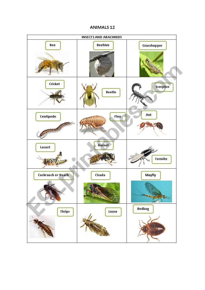 ANIMALS 12 worksheet