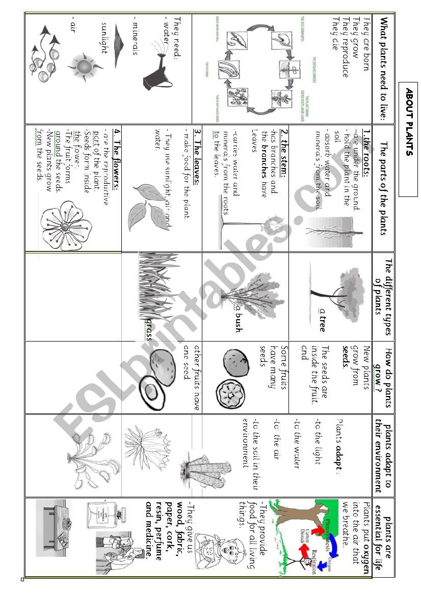 PLANTS worksheet