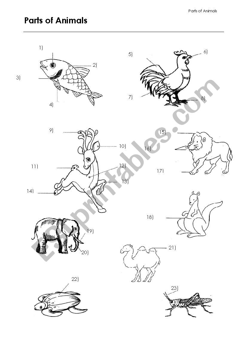 Animal Body Parts worksheet