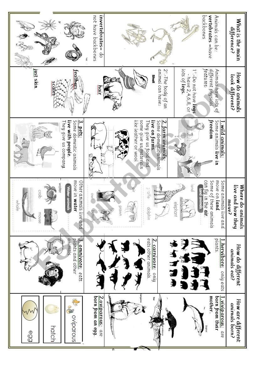 animal groups worksheet