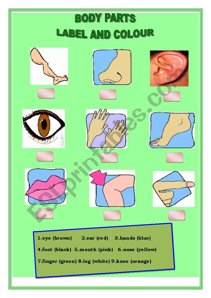 Colour the Body Parts worksheet