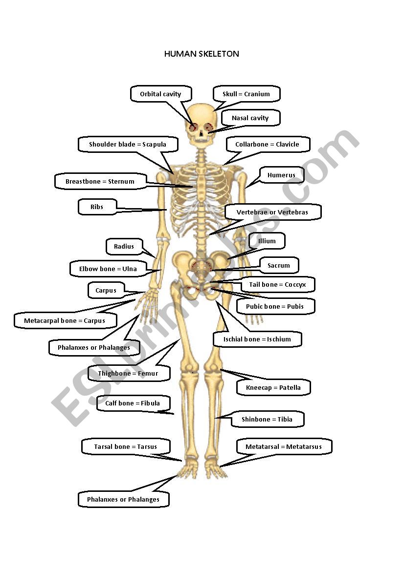 HUMAN SKELETON worksheet