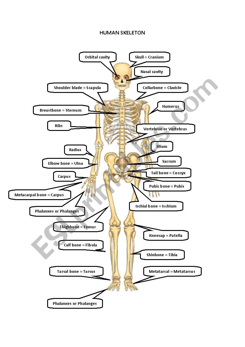 Human Skeleton Worksheet Babyinspire