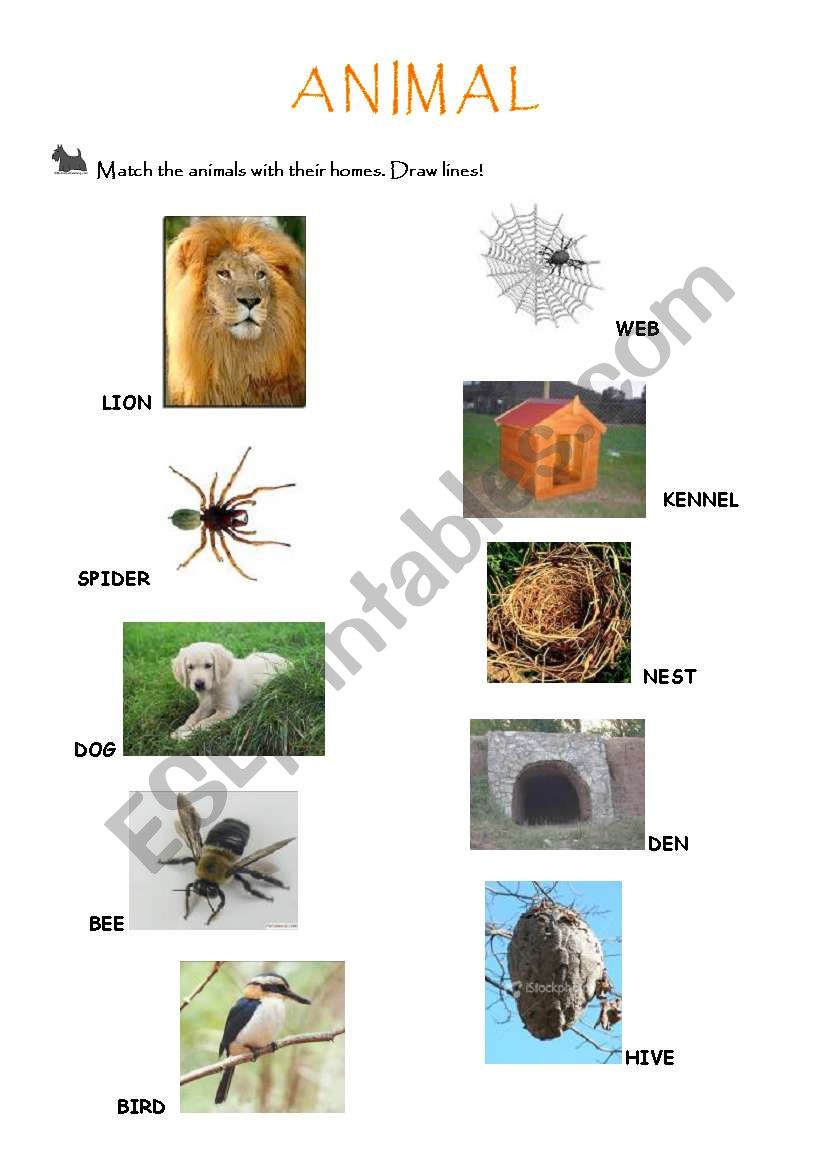 animals homes worksheet