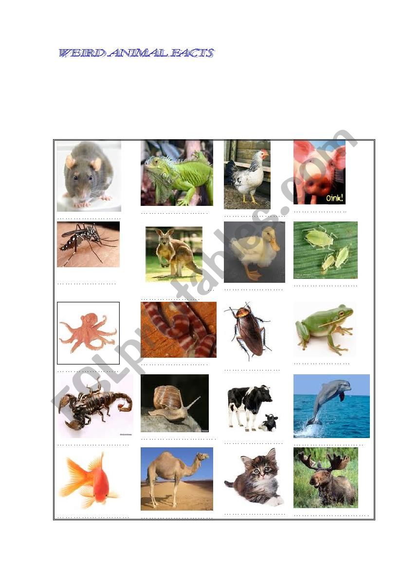 weird animal facts worksheet