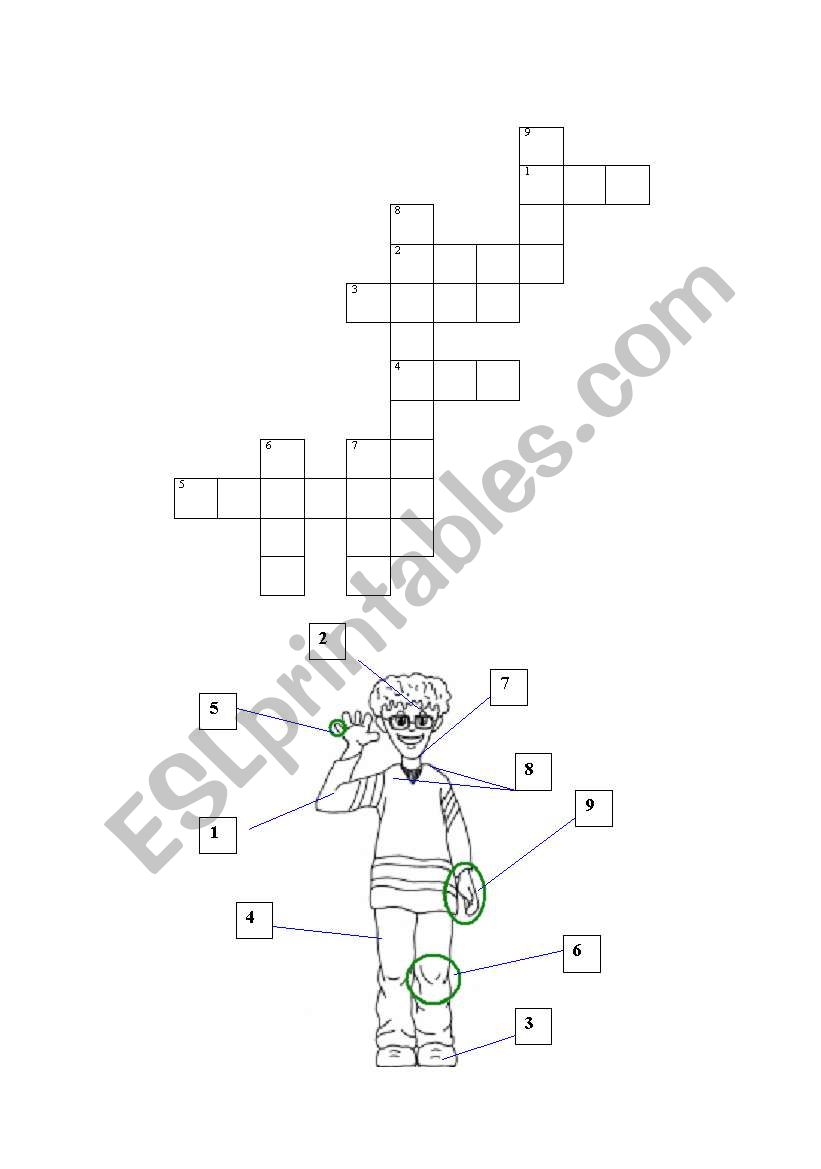 crossword parts of body worksheet