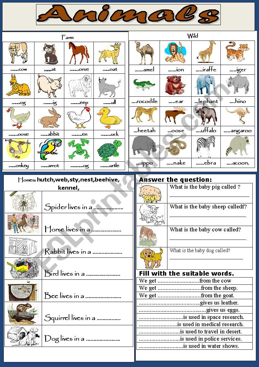 Animals worksheet