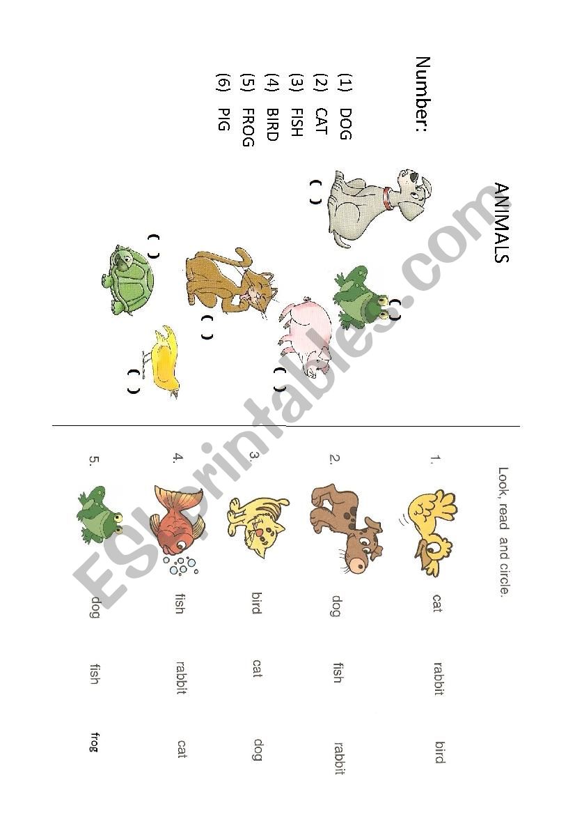 Animals  worksheet