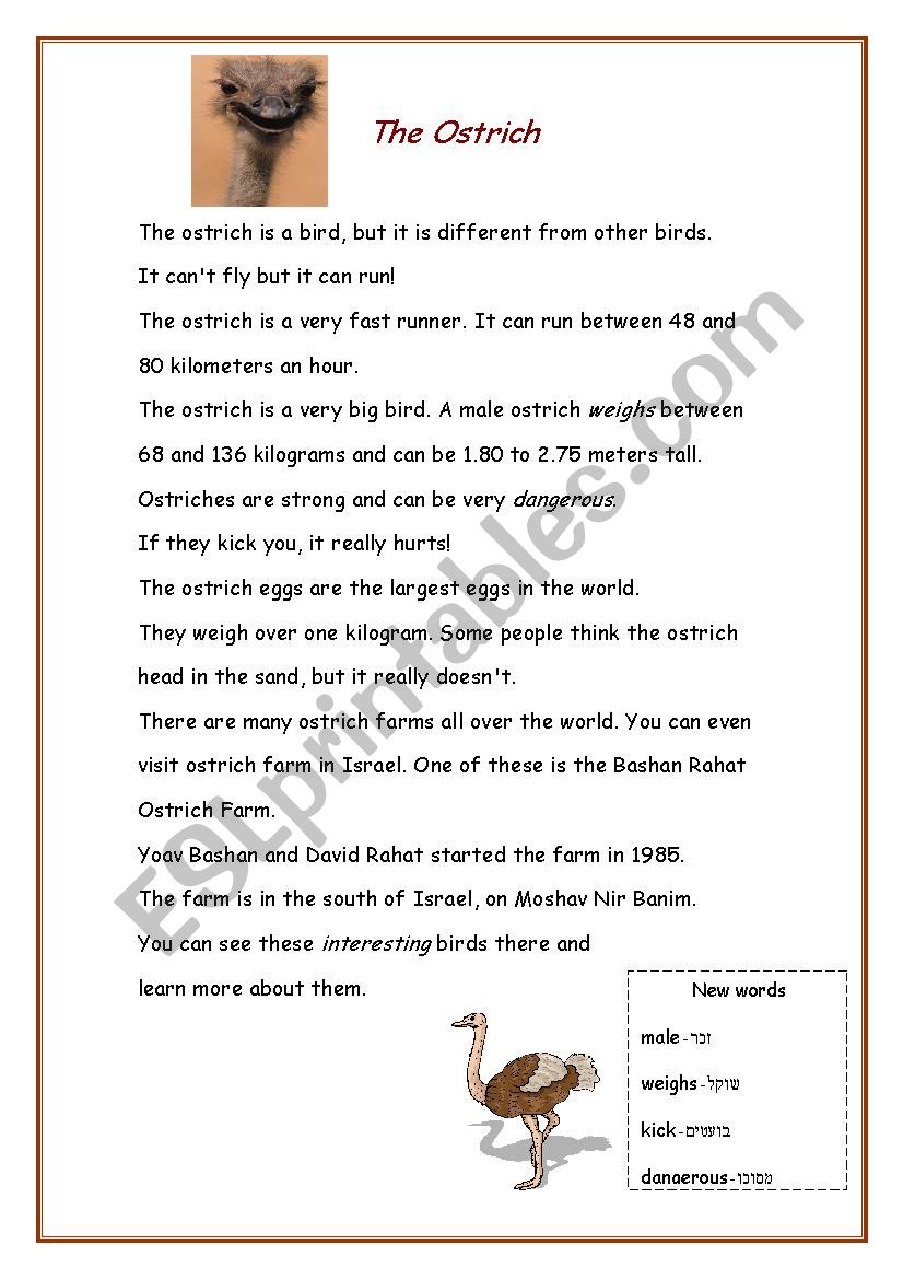 The Ostrich  worksheet